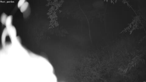 2450-20260604034118-00.jpg